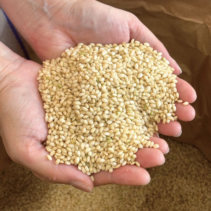 玄米 30kg】令和7年産 こがねもち もち米 30キロ 送料無料 - メルカリ