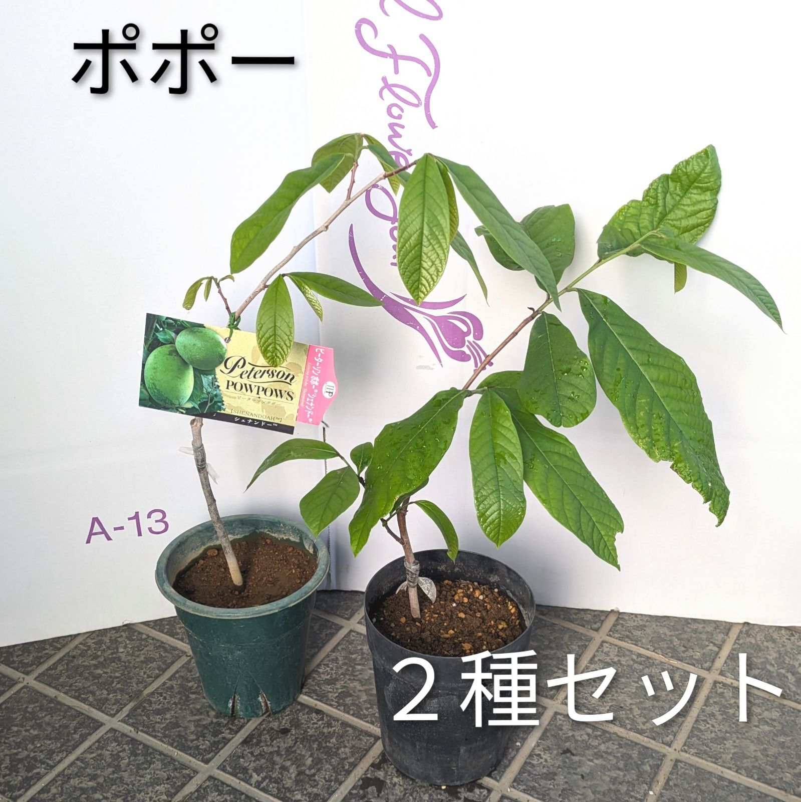 ポポー【２種セット】　マンゴー　シェナンドー　果樹　紅葉　庭木