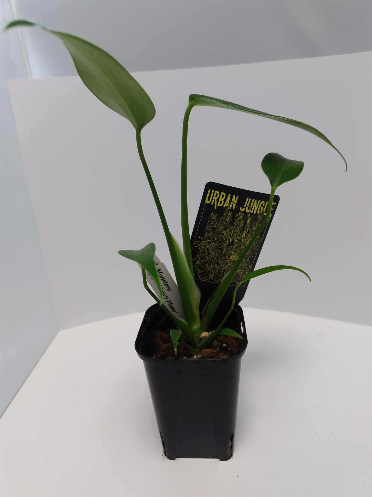 モンステラ バールマルクスフレーム 3.5号 苗 観葉植物 希少品種 インテリアグリーン