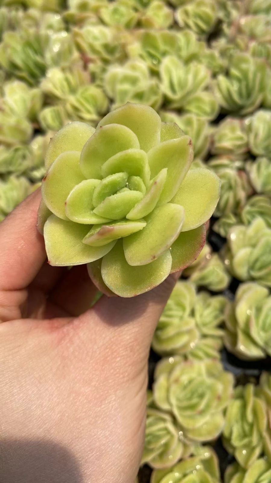 新入荷　アイスローズ　鮮やかな105苗セット　土と根付き　多肉植物　エケベリア　セダム　韓国苗　詰め合わせ　寄せ植え　X823