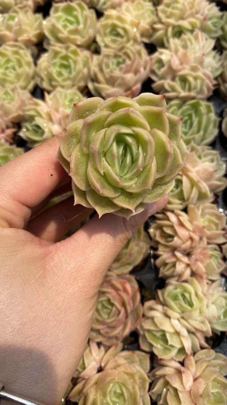 新入荷　アンスノー　鮮やかな105苗セット　土と根付き　多肉植物　エケベリア　セダム　韓国苗　詰め合わせ　寄せ植え　X824