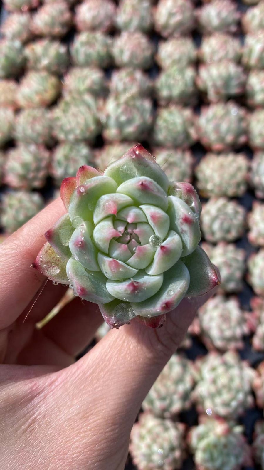 新入荷　ムヨウ　鮮やかな128苗セット　土と根付き　多肉植物　エケベリア　セダム　韓国苗　詰め合わせ　寄せ植え　X845