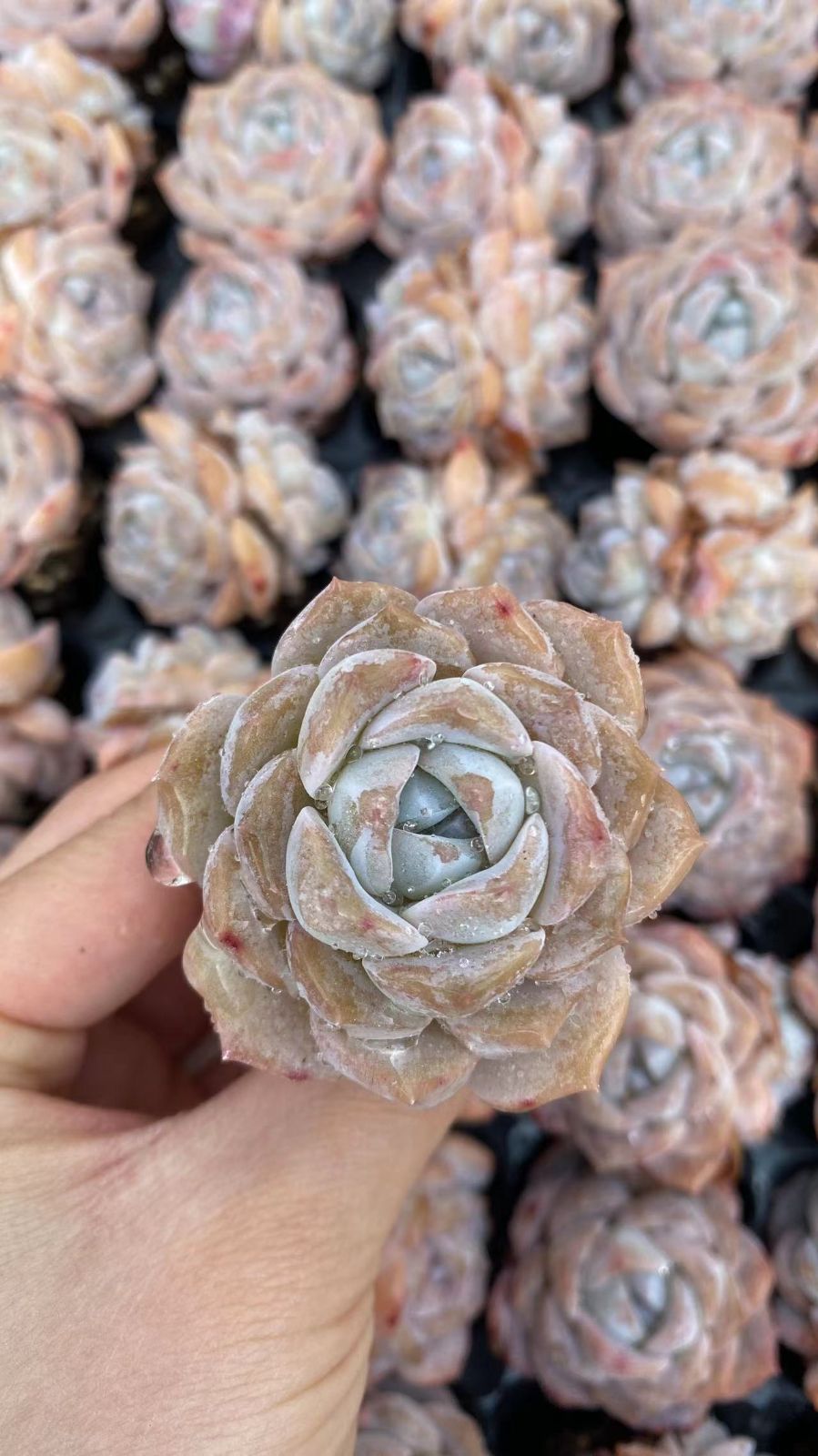 新入荷　ギョウザンセツ　鮮やかな105苗セット　土と根付き　多肉植物　エケベリア　セダム　韓国苗　詰め合わせ　寄せ植え　X846