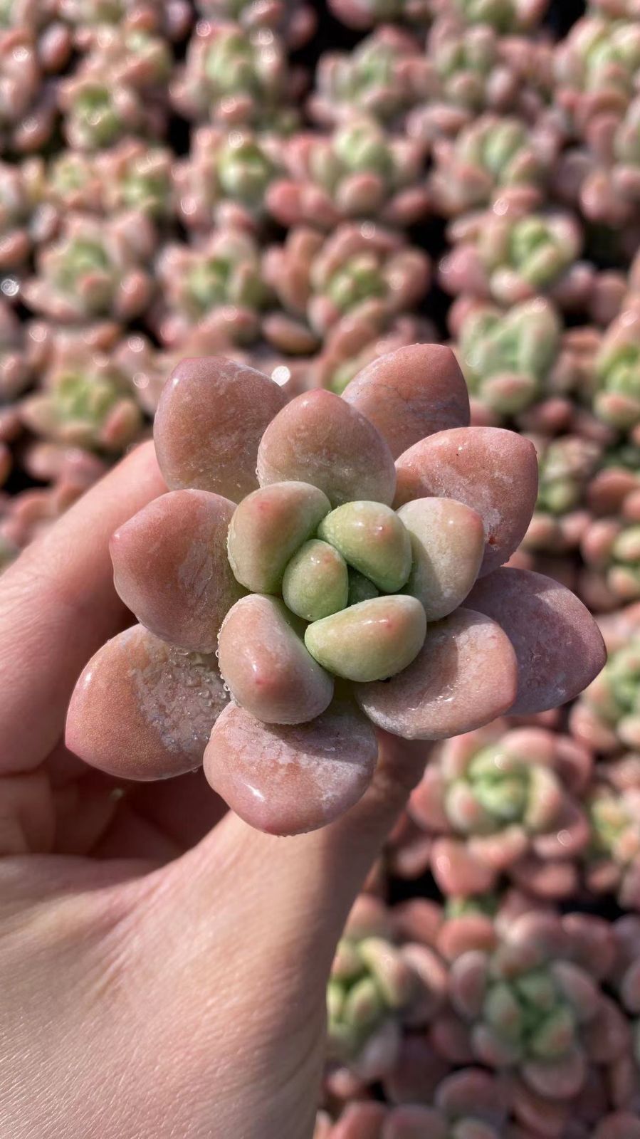 新入荷　ラクジン　鮮やかな105苗セット　土と根付き　多肉植物　エケベリア　セダム　韓国苗　詰め合わせ　寄せ植え　X848