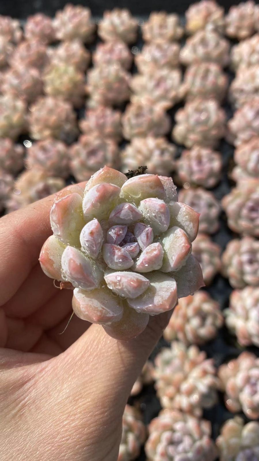 新入荷　フロスティング　鮮やかな105苗セット　土と根付き　多肉植物　エケベリア　セダム　韓国苗　詰め合わせ　寄せ植え　X860