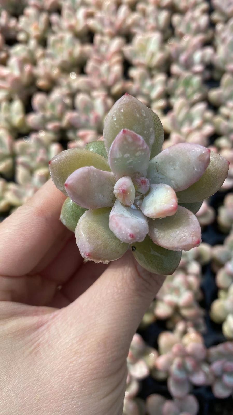 新入荷　オウカユキ　鮮やかな105苗セット　土と根付き　多肉植物　エケベリア　セダム　韓国苗　詰め合わせ　寄せ植え　X865
