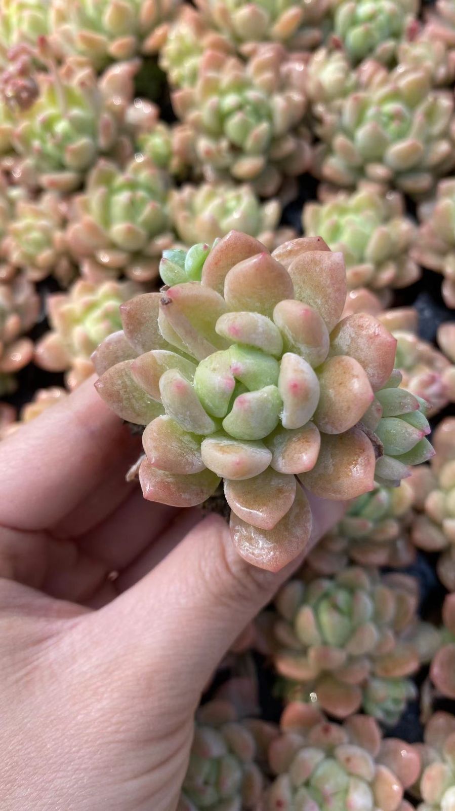 新入荷　ショウトウコウ　鮮やかな105苗セット　土と根付き　多肉植物　エケベリア　セダム　韓国苗　詰め合わせ　寄せ植え　X866