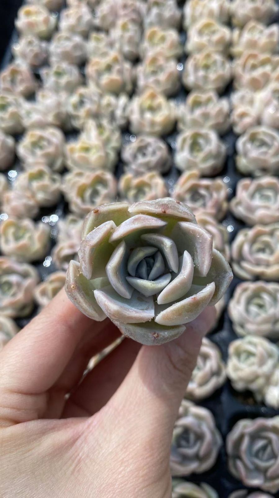 新入荷　ハンバーガー　鮮やかな105苗セット　土と根付き　多肉植物　エケベリア　セダム　韓国苗　詰め合わせ　寄せ植え　X878
