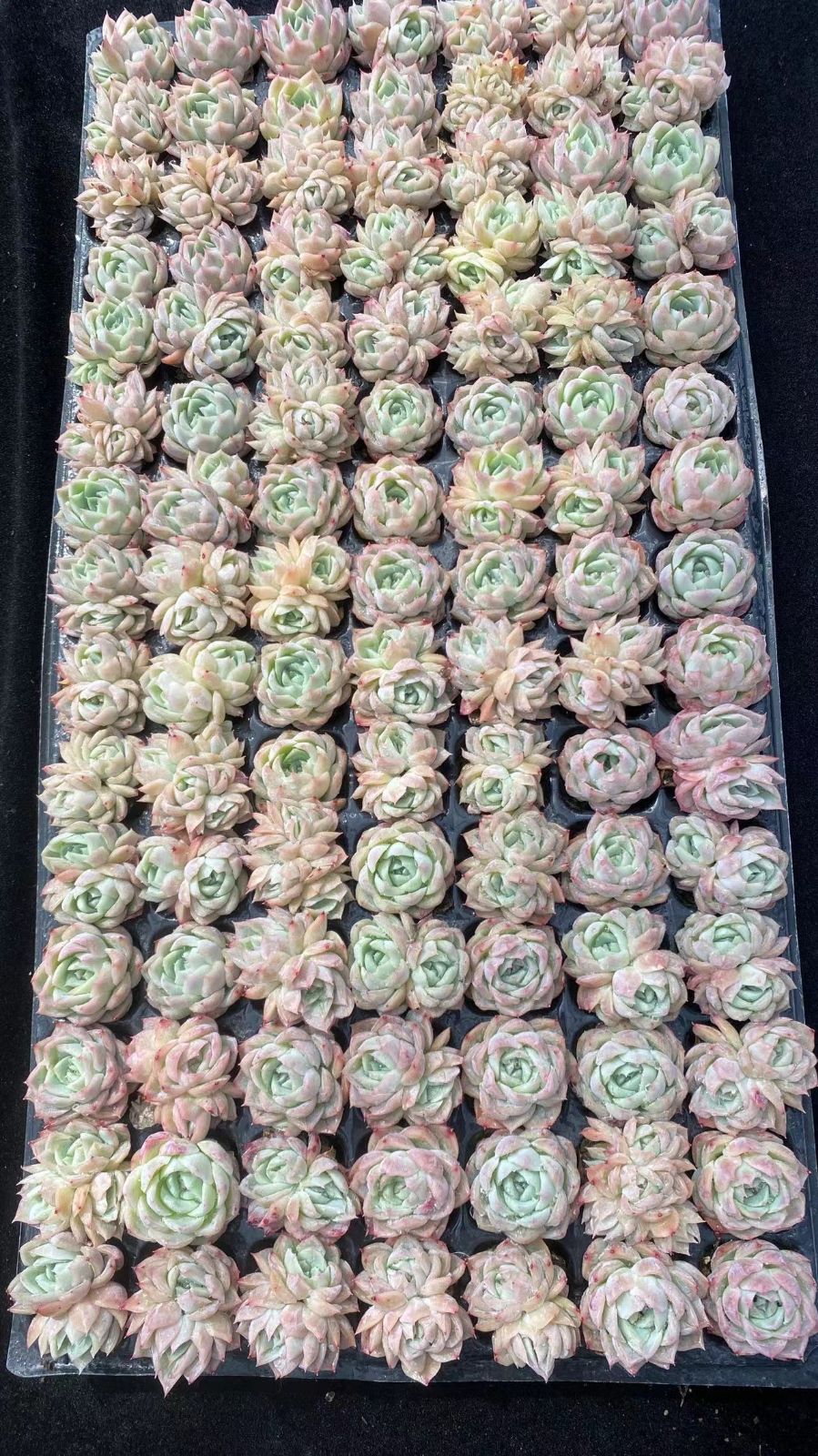 新入荷　アイススノークイーン　鮮やかな105苗セット　土と根付き　多肉植物　エケベリア　セダム　韓国苗　詰め合わせ　寄せ植え　X879