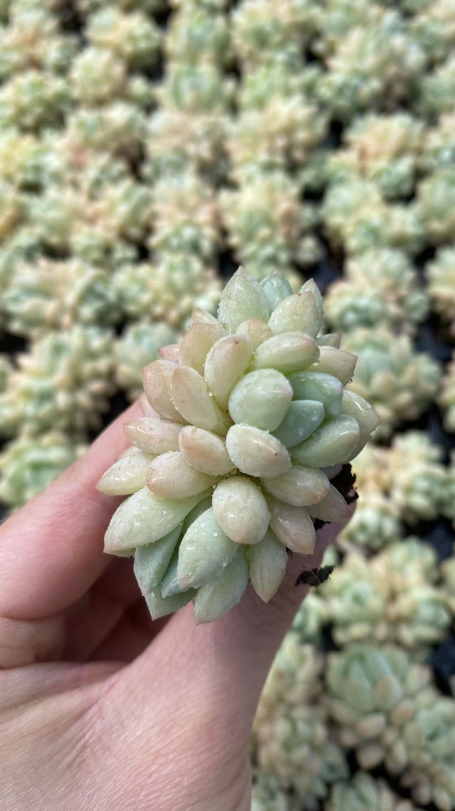 新入荷　ギョクニュイ　鮮やかな105苗セット　土と根付き　多肉植物　エケベリア　セダム　韓国苗　詰め合わせ　寄せ植え　X880