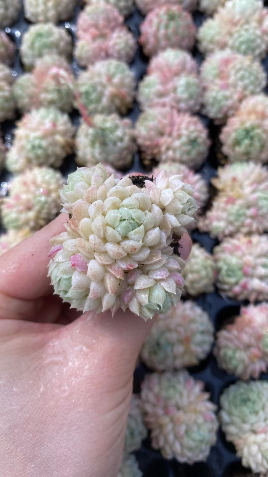 新入荷　ヨウシニシキ　鮮やかな105苗セット　土と根付き　多肉植物　エケベリア　セダム　韓国苗　詰め合わせ　寄せ植え　X883