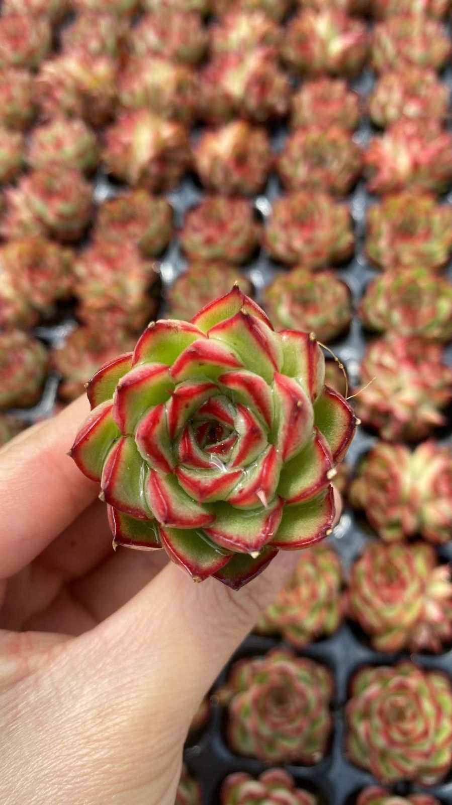 新入荷　ホタルビ　鮮やかな105苗セット　土と根付き　多肉植物　エケベリア　セダム　韓国苗　詰め合わせ　寄せ植え　X891