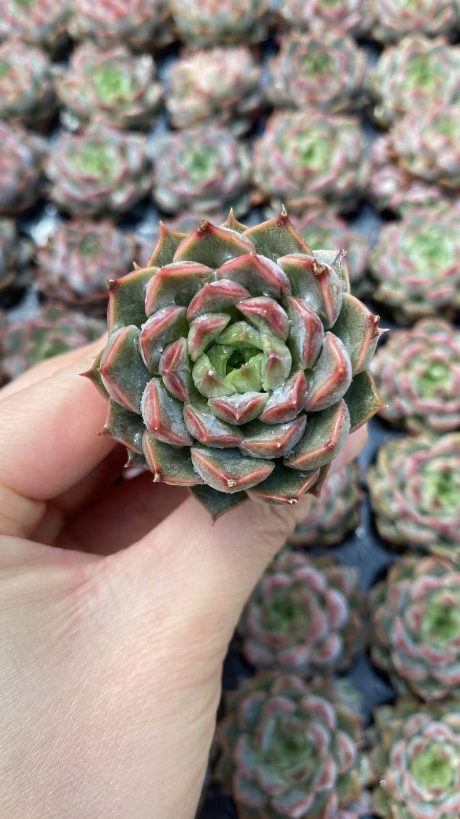 新入荷 ピンクトク 鮮やかな105苗セット 土と根付き 多肉植物
