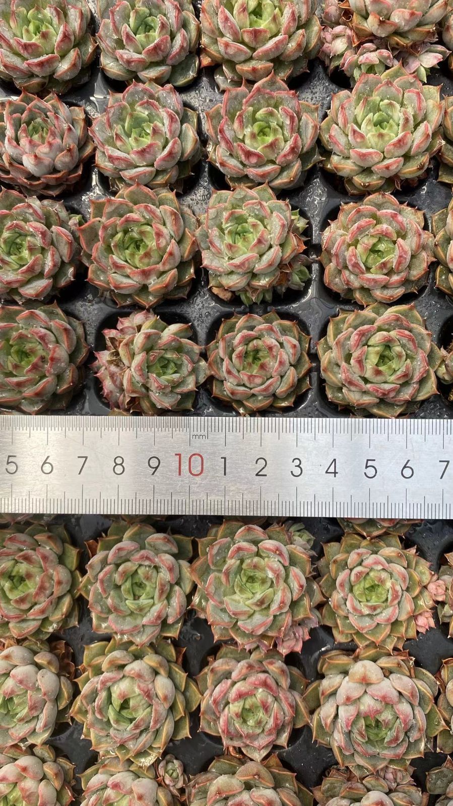 新入荷 ピンクトク 鮮やかな105苗セット 土と根付き 多肉植物