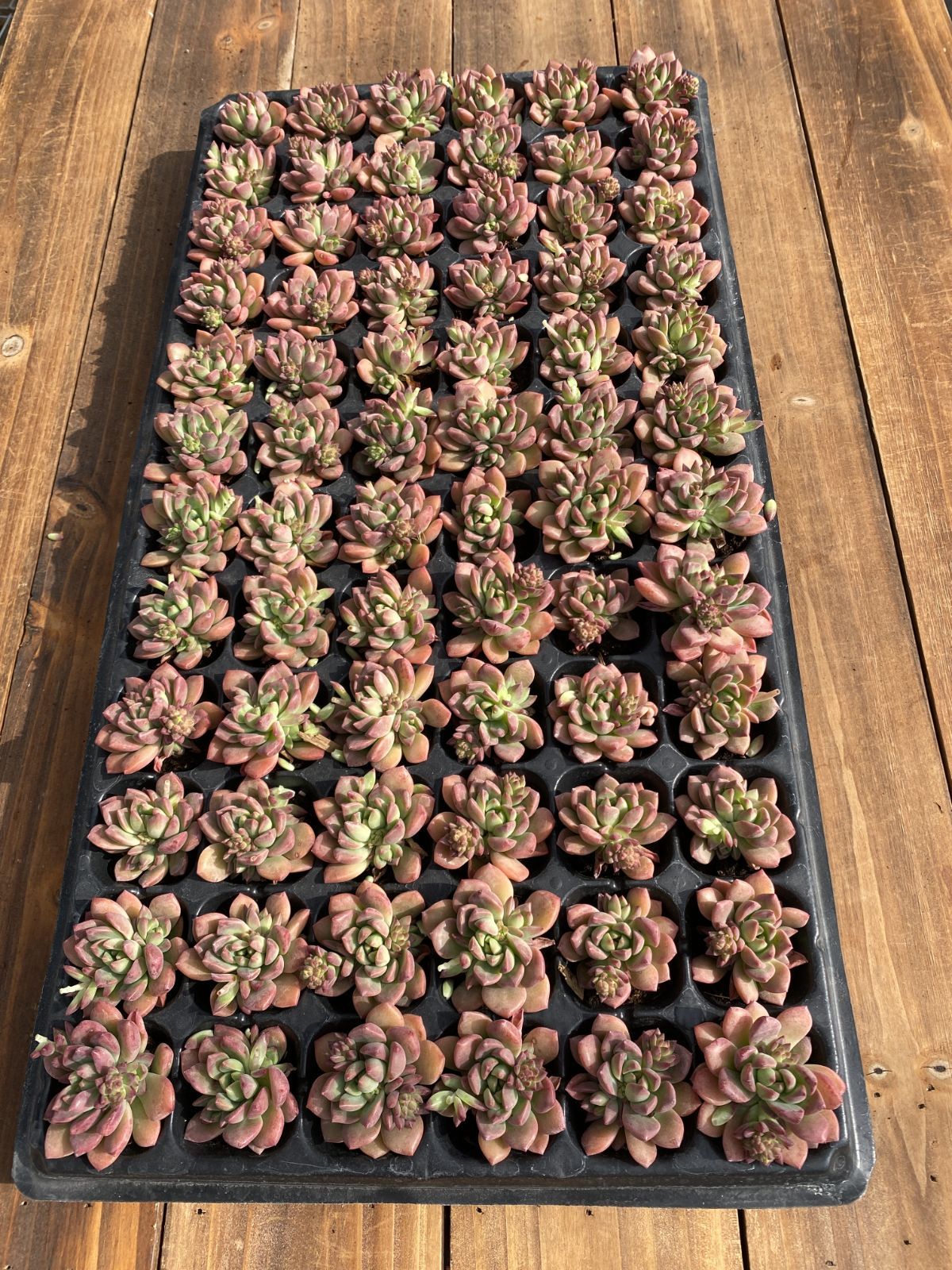 新入荷　マーカス　鮮やかな72苗セット　土と根付き　多肉植物　エケベリア　セダム　韓国苗　詰め合わせ　寄せ植え　X850