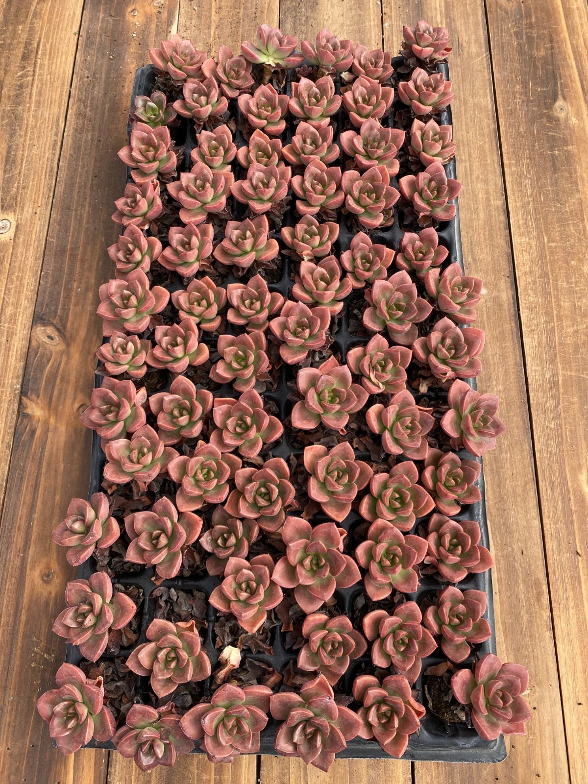 新入荷 チョコレート 鮮やかな72苗セット 土と根付き 多肉植物 エケベリア セダム 韓国苗 詰め合わせ 寄せ植え X882