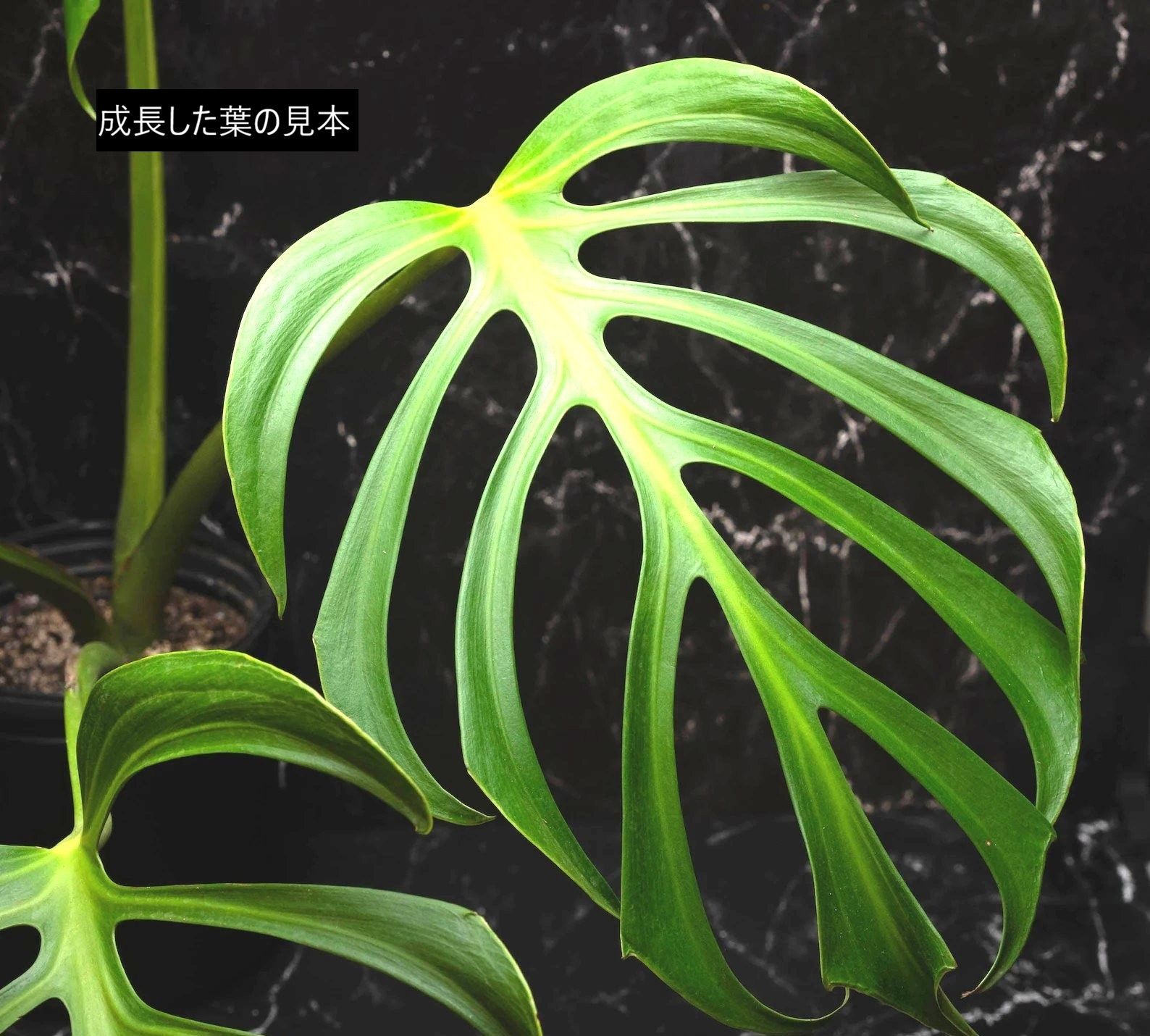 モンステラ バールマルクスフレーム 3.5号 苗 観葉植物 希少品種 インテリアグリーン