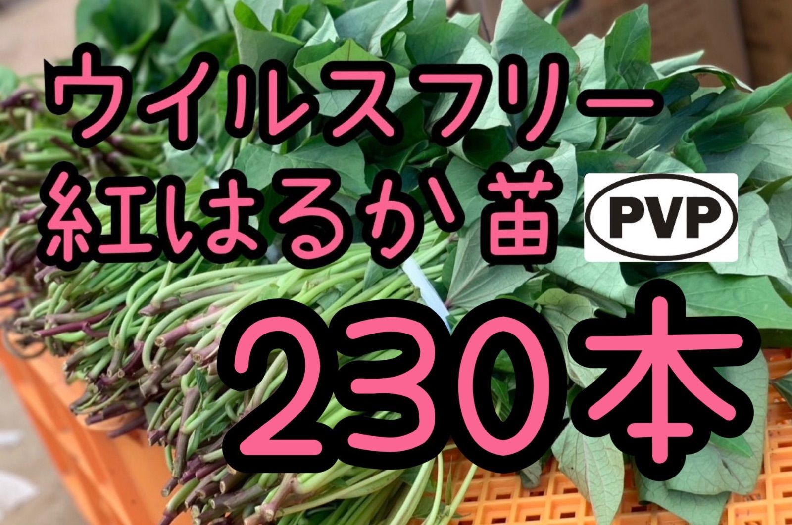 【特選品】紅はるか苗☆230本 6月上旬から順次発送開始
