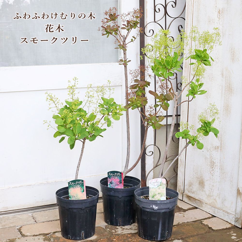 花木苗 スモークツリー ホワイト ピンク レッド 6号 高さ60〜80cm
