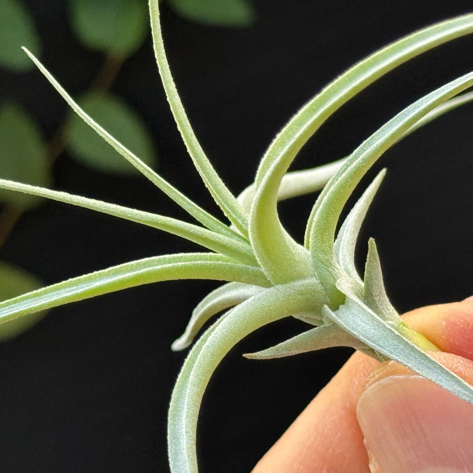 現品＊チランジア ロージー ダイヤモンド Tillandsia Rosy Diamond
