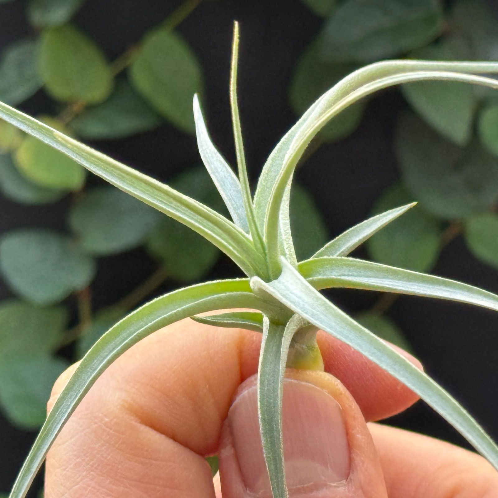 現品＊チランジア ロージー ダイヤモンド Tillandsia Rosy Diamond