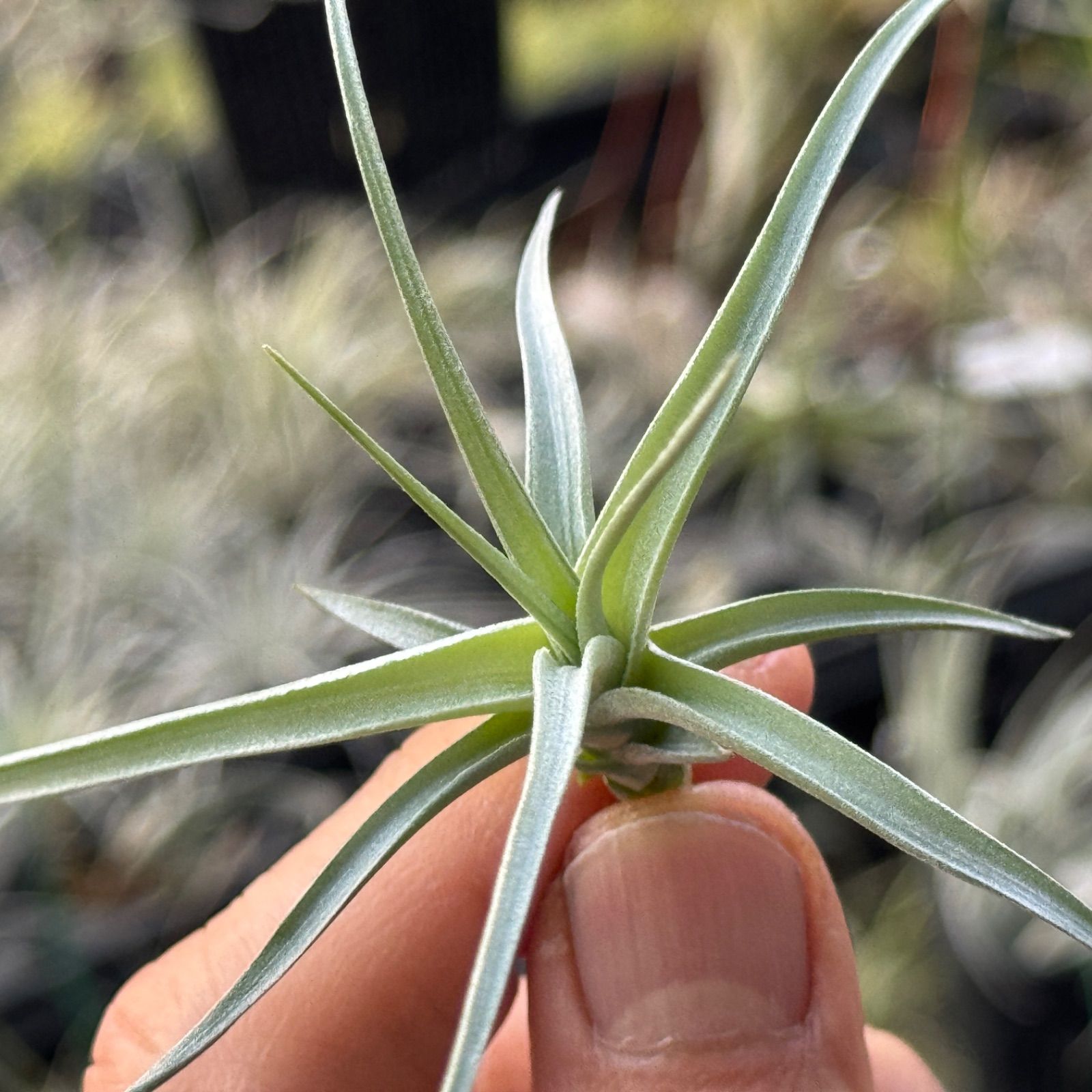 チランジア パチャラロージーチャーム 現品＊チランジア ロージー ダイヤモンド Tillandsia Rosy Diamond