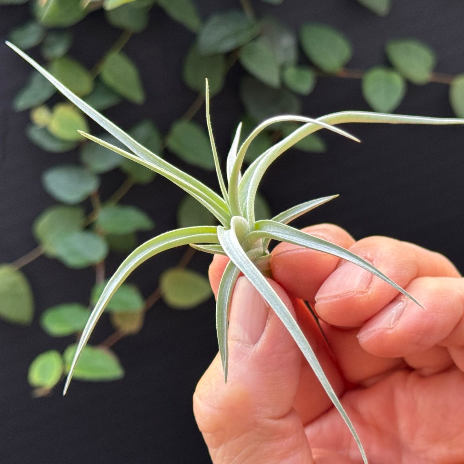 現品＊チランジア ロージー ダイヤモンド Tillandsia Rosy Diamond