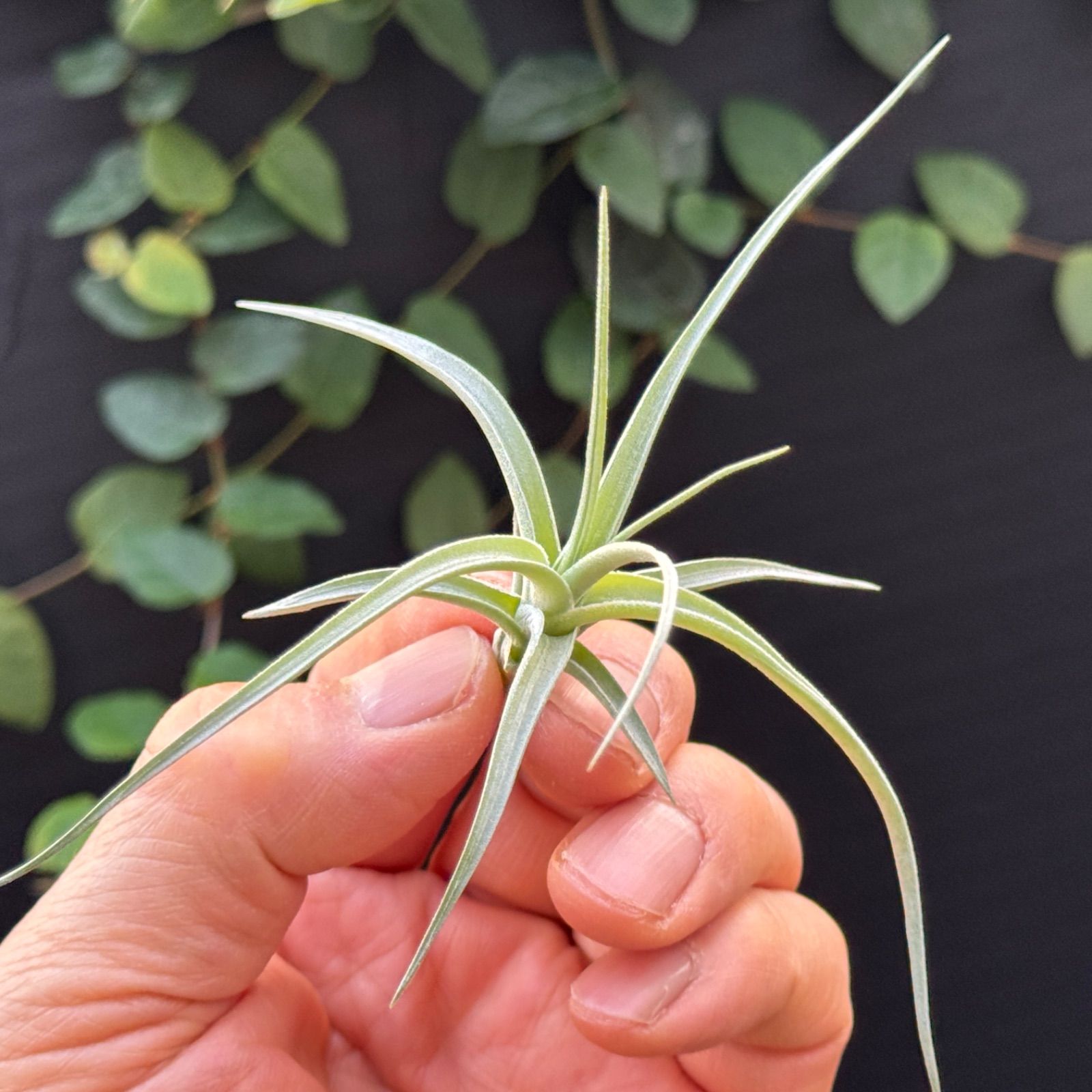 現品＊チランジア ロージー ダイヤモンド Tillandsia Rosy Diamond