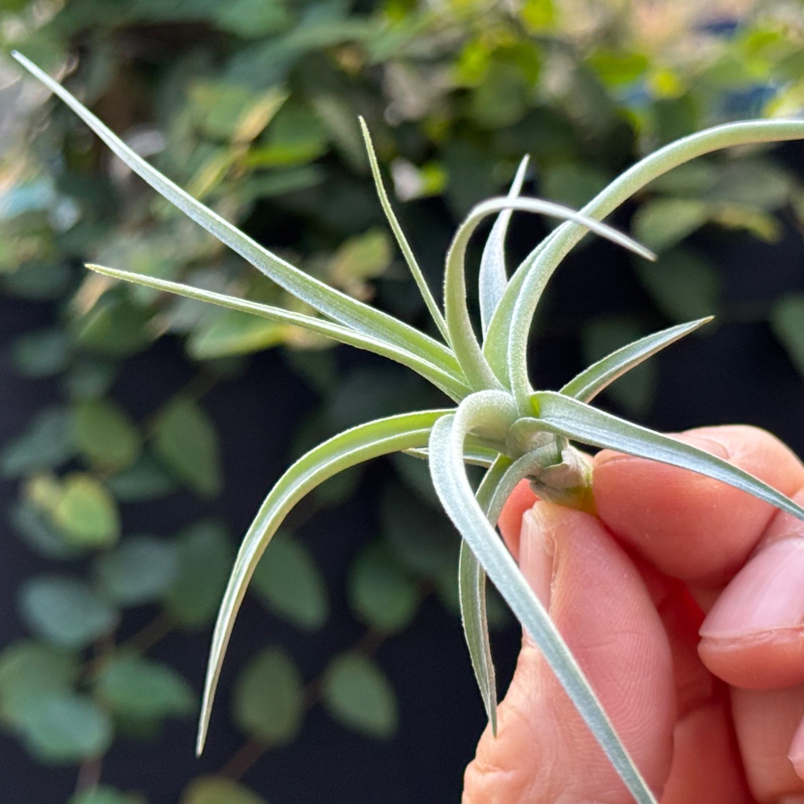 現品＊チランジア ロージー ダイヤモンド Tillandsia Rosy Diamond