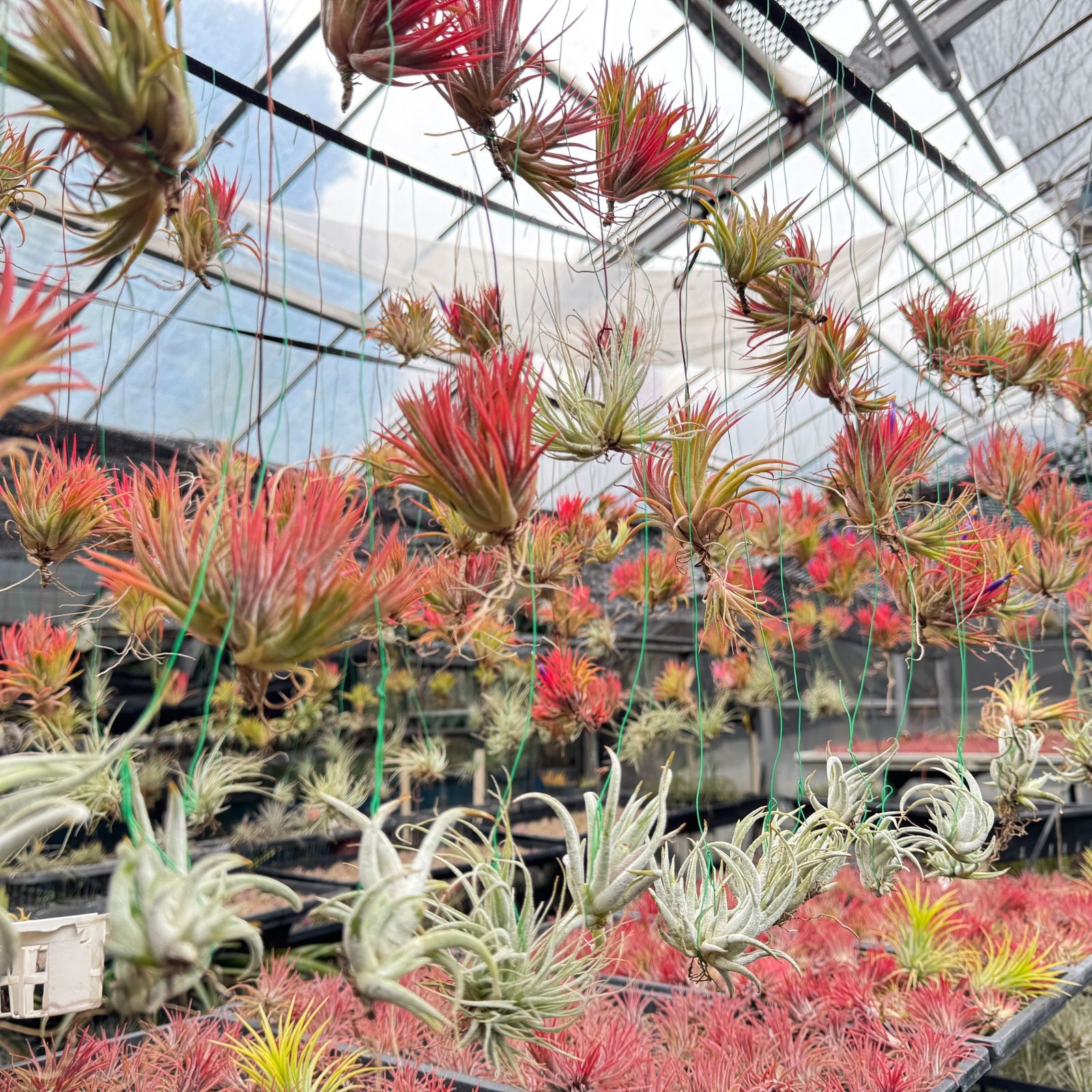 チランジア パチャラロージーチャーム 現品＊チランジア ロージー ダイヤモンド Tillandsia Rosy Diamond