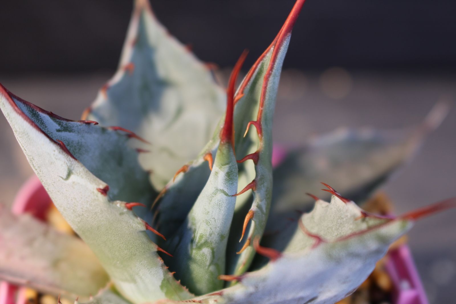 M305] アガベ パラサナ / Agave parrasana 信州実生 - メルカリ