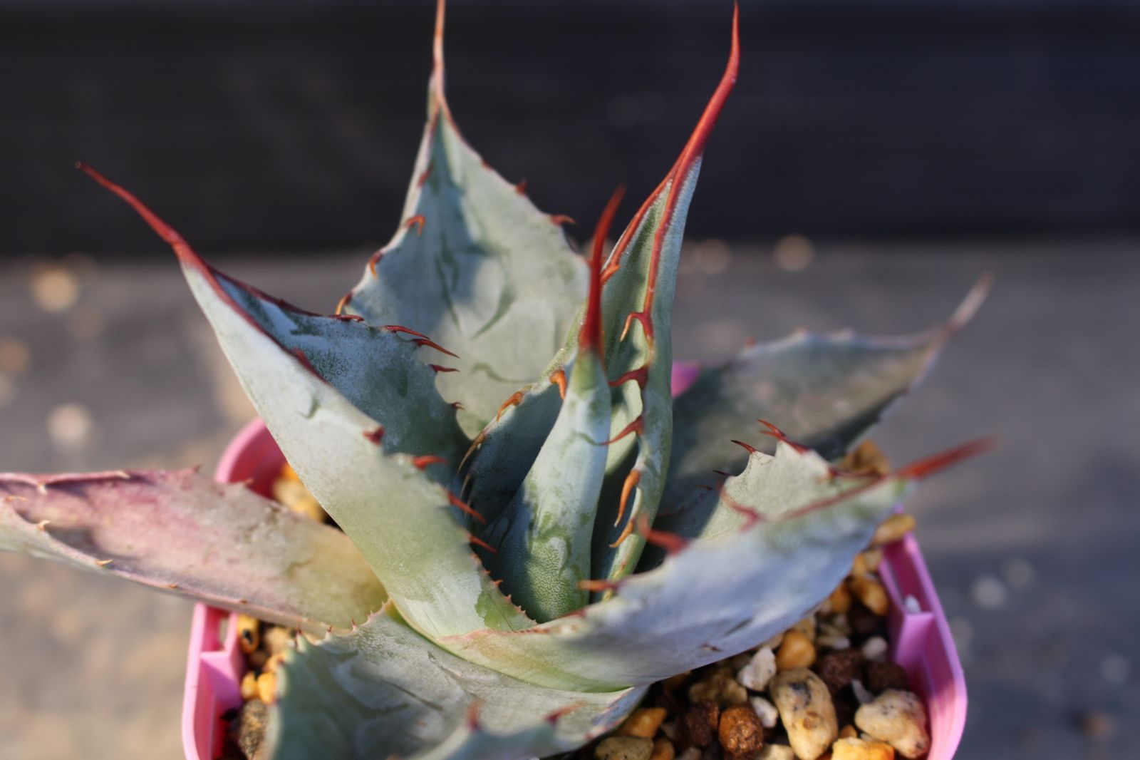 M305] アガベ パラサナ / Agave parrasana 信州実生 - メルカリ