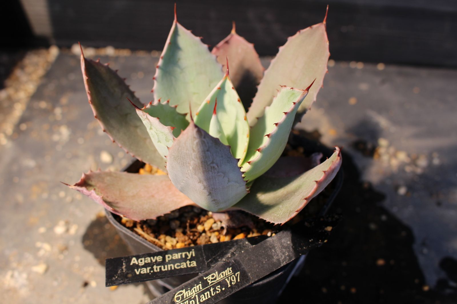 Y97] アガベ パリー トランカータ / Agave parryi var. truncata 信州