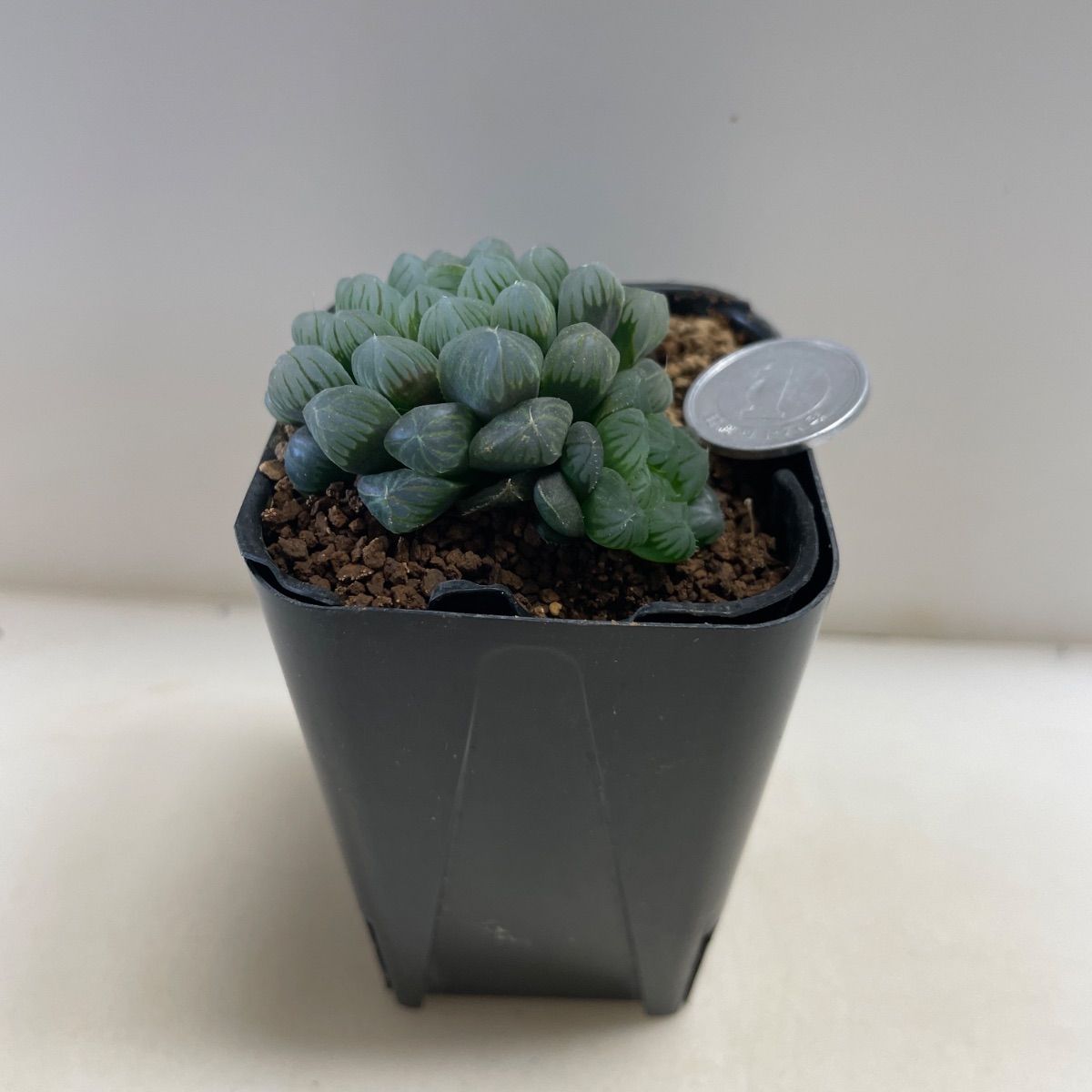 多肉植物 ハオルチア スターサファイア 抜き苗 根付き - メルカリ