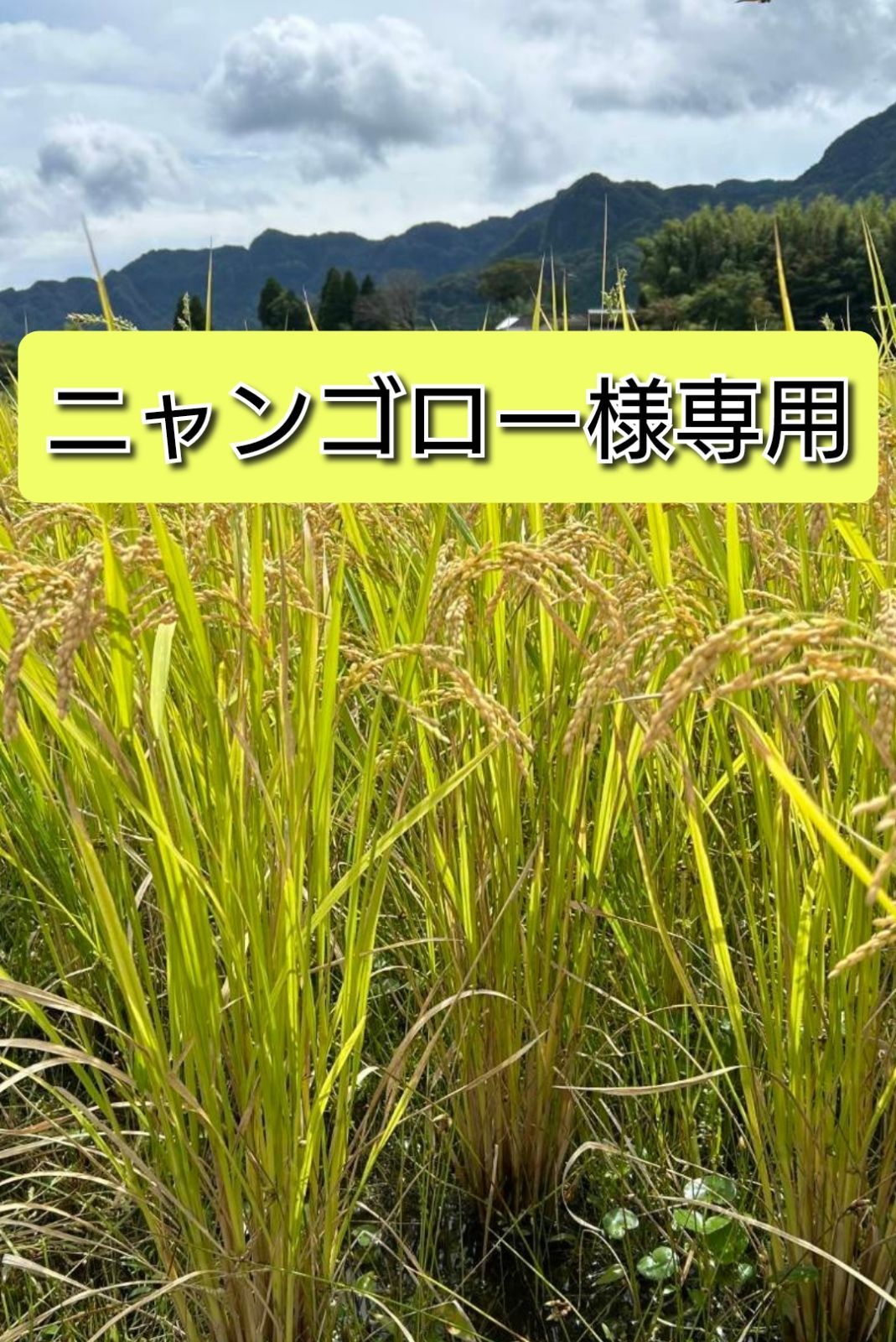 令和7年　自然栽培米イセヒカリ10kg玄米