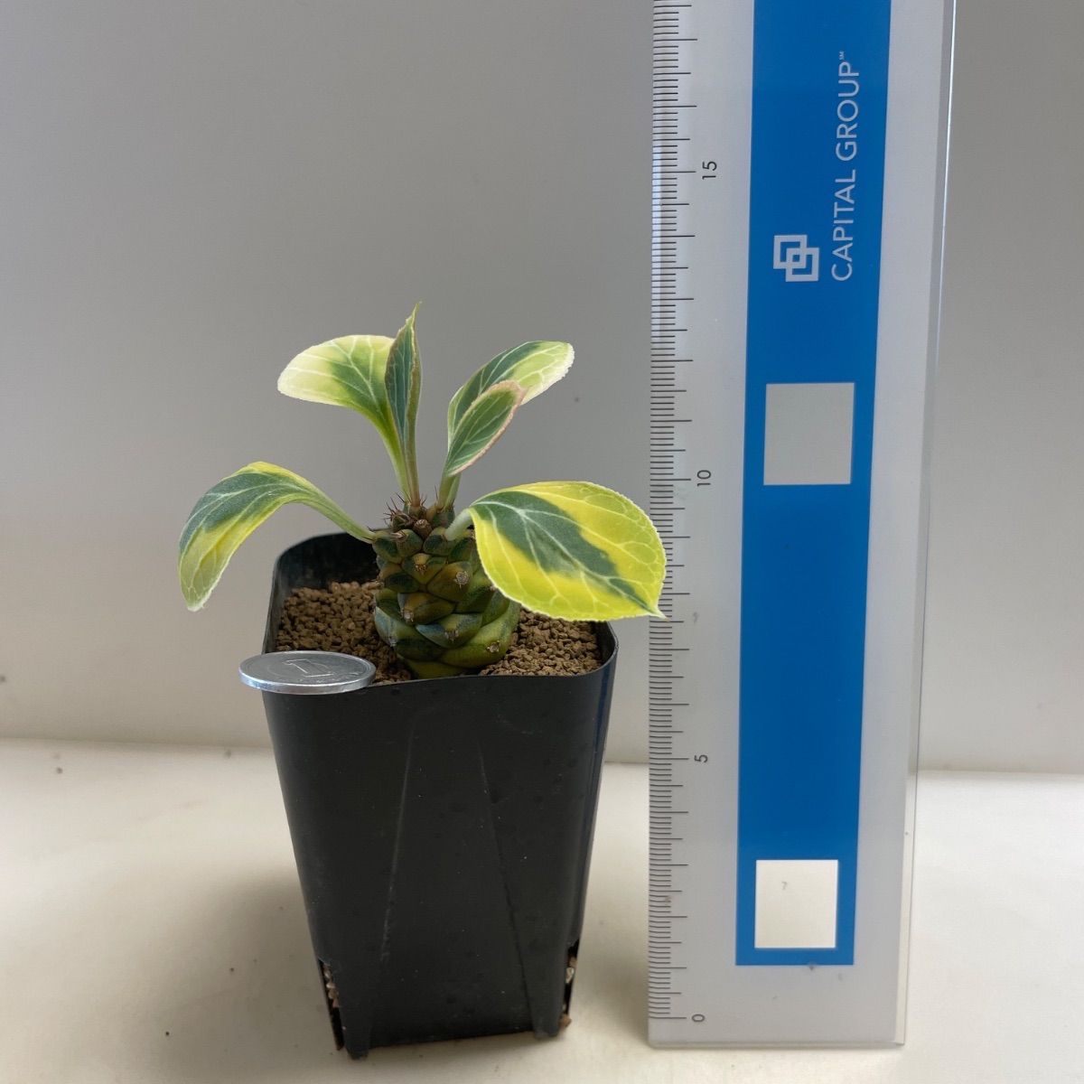 多肉植物 ユーフォルビア リチェイ錦 抜き苗 根付き - メルカリ 多肉植物 ユーフォルビア リチェイ錦 抜き苗 根付き - メルカリ