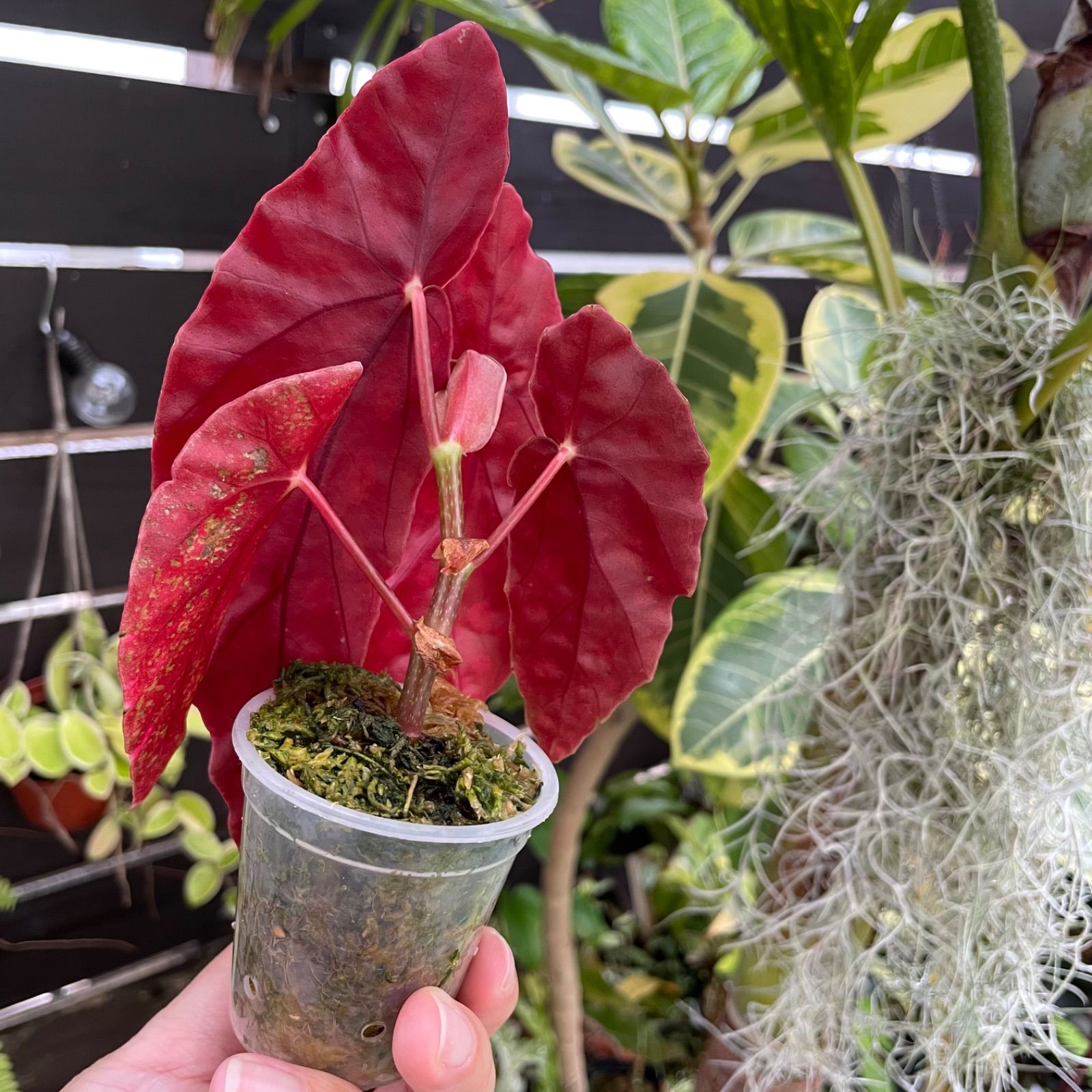 観葉植物 ベゴニア マクラータ斑入り ピンク斑入り
