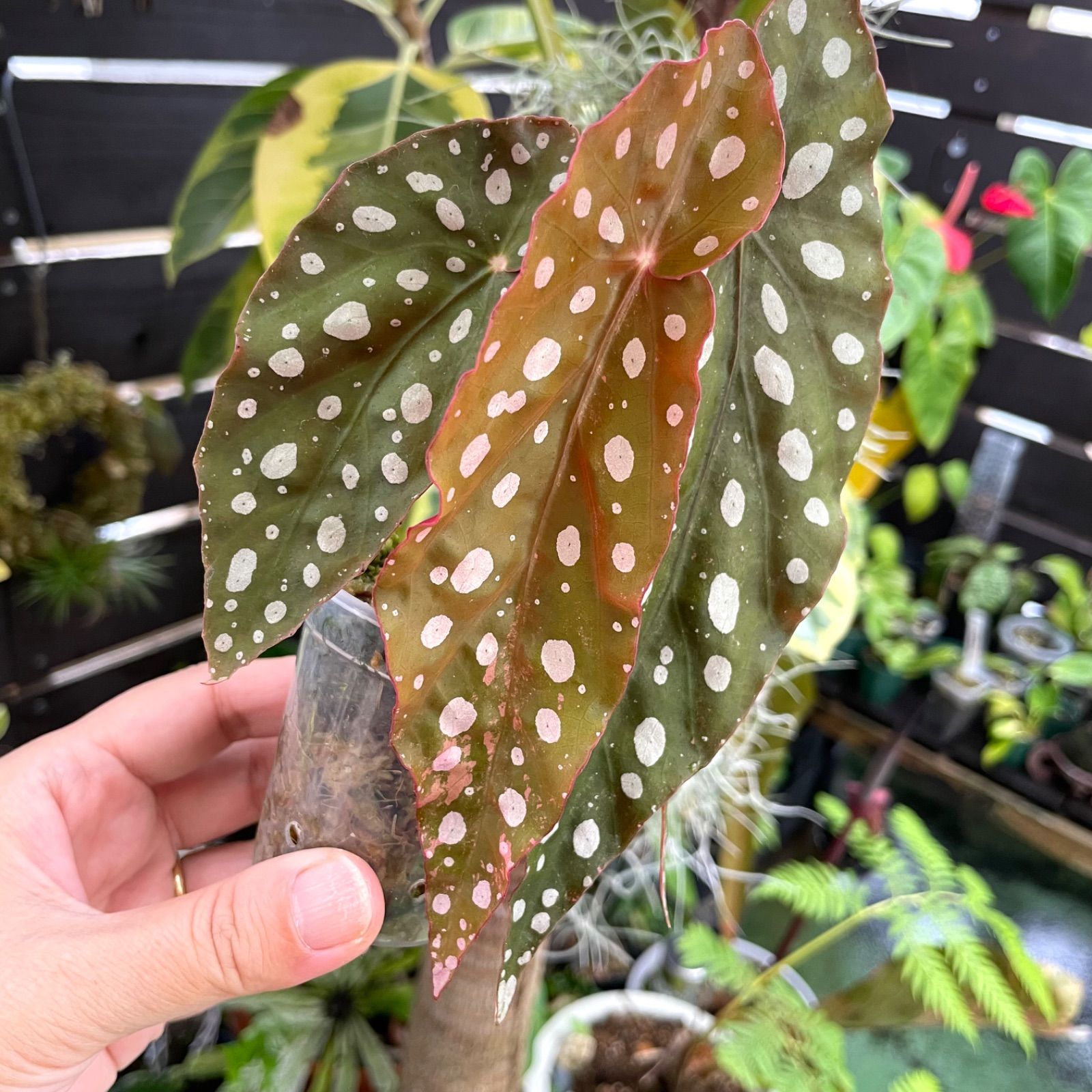 ベゴニア マクラータ斑入り 専用 No.01/-TGK-r70626-/Begonia maculata
