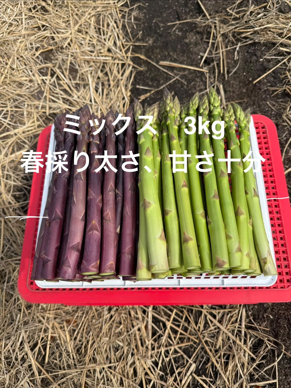 アスパラガスミックス3kg 太物