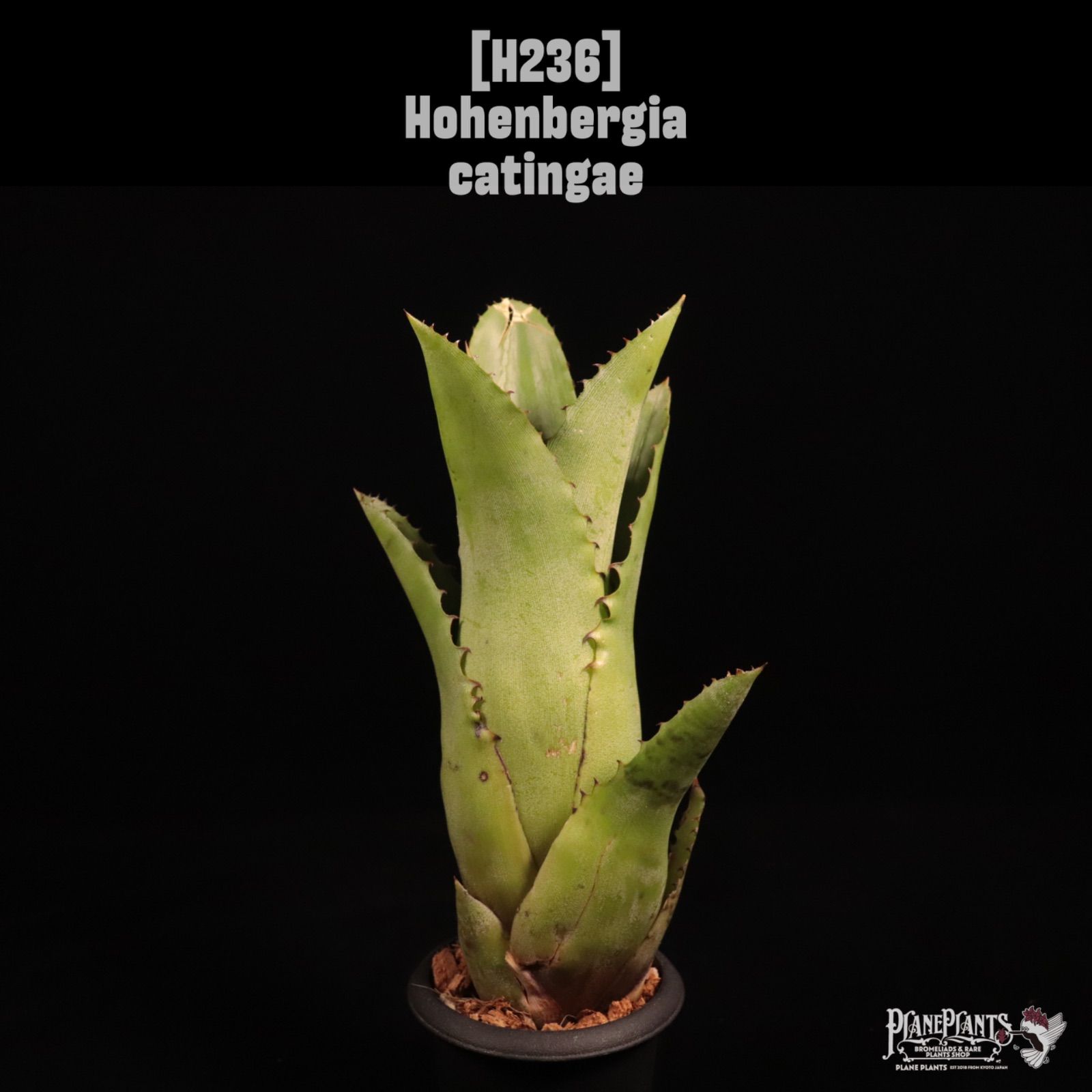 Hohenbergia catingae〔ホヘンベルギア〕H236 /@planeplants