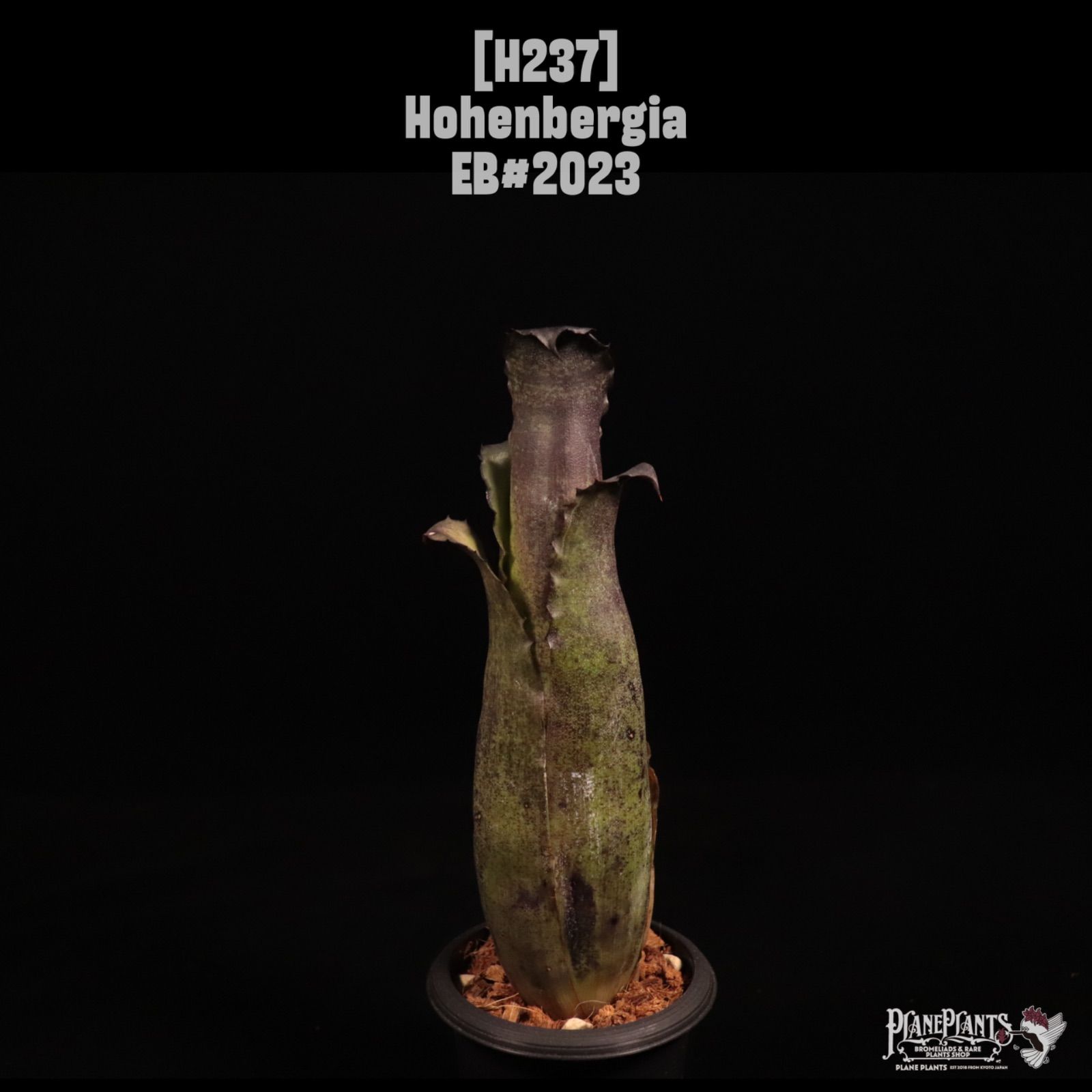 Hohenbergia EB#2023〔ホヘンベルギア〕H237 /@planeplants