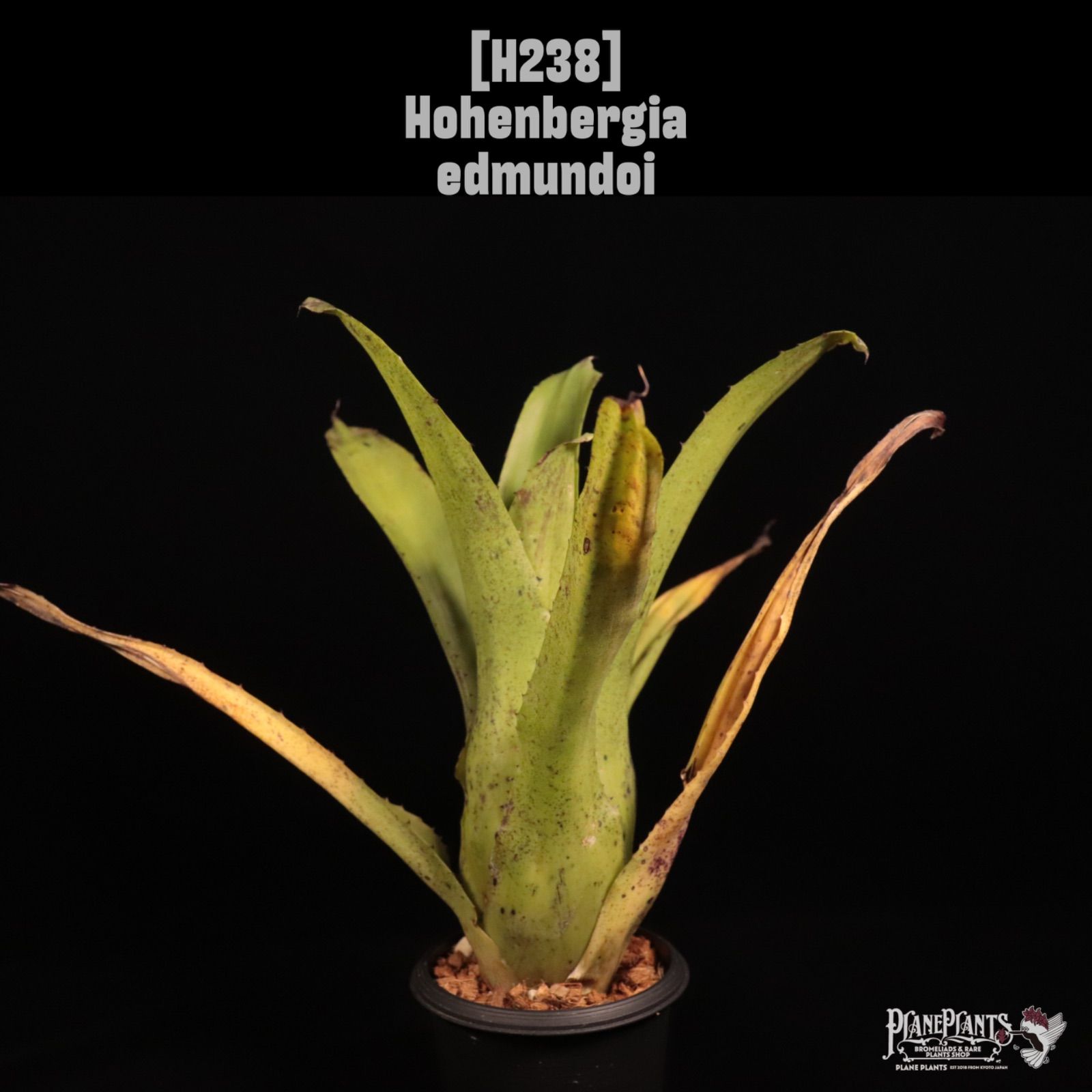Hohenbergia edmundoi〔ホヘンベルギア〕H238 /@planeplants