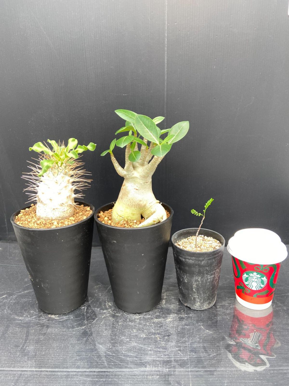 C008 「イベント品」P,ナマクアナム接ぎ木・A.アラビカムドワーフ・O.パキプス実生 鉢植え 3株セット【発根未確認・多肉植物・塊根植物】