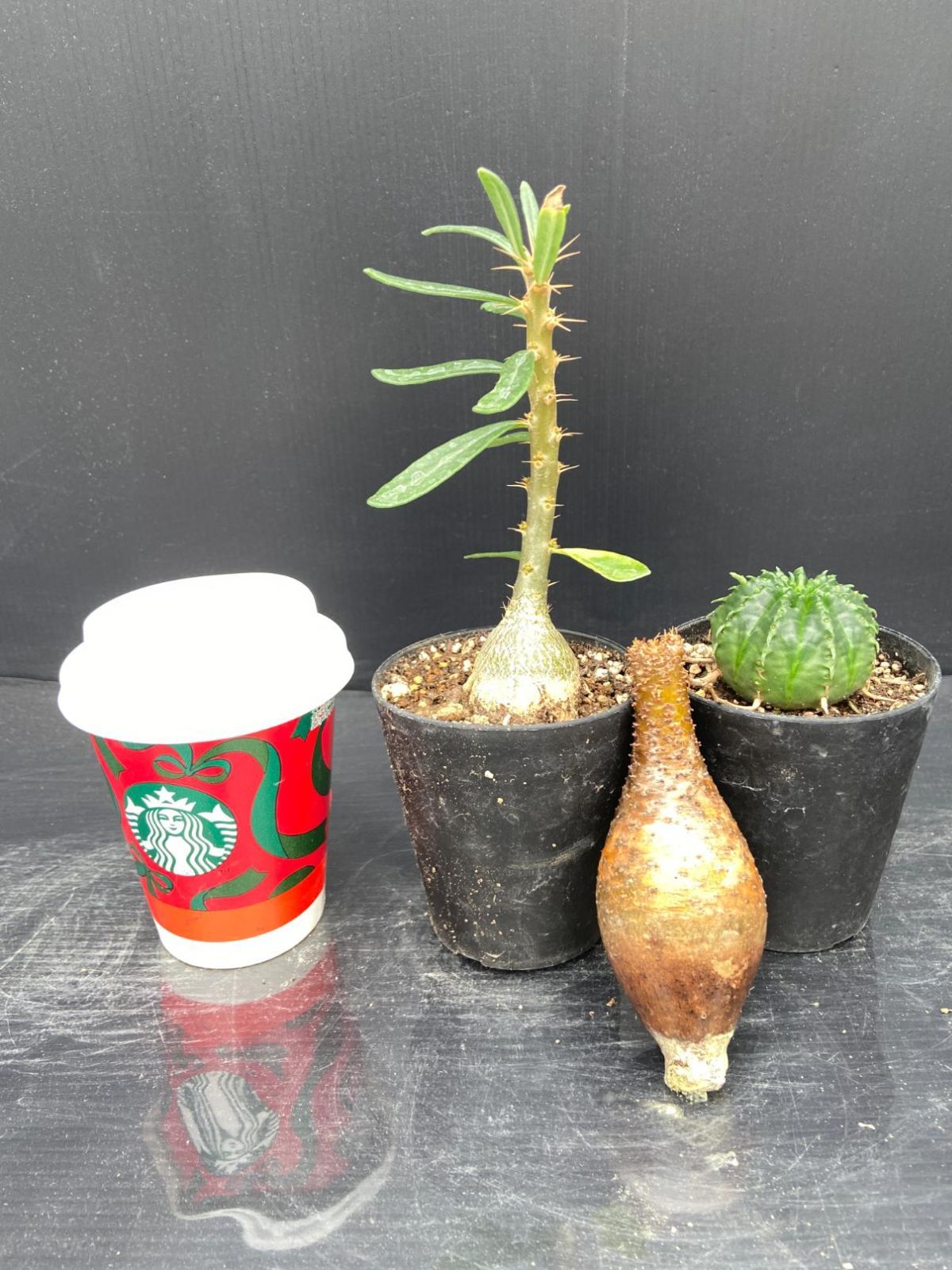 C014 「イベント品」P.グラキリス・P.サキュレンタム実生・E.バリダ 抜き苗+鉢植え 3株セット【発根未確認・多肉植物・塊根植物】