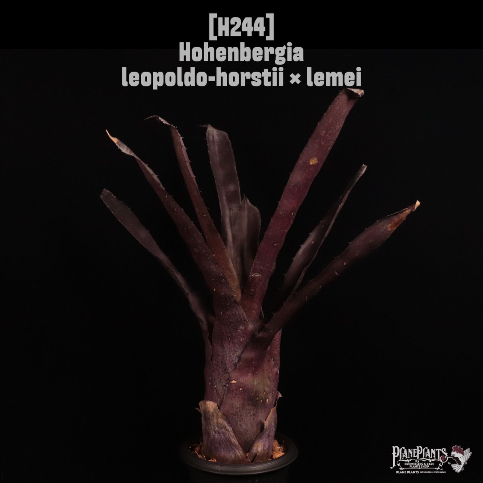 Hohenbergia leopoldo-horstii × lemei〔ホヘンベルギア〕H244 /@planeplants