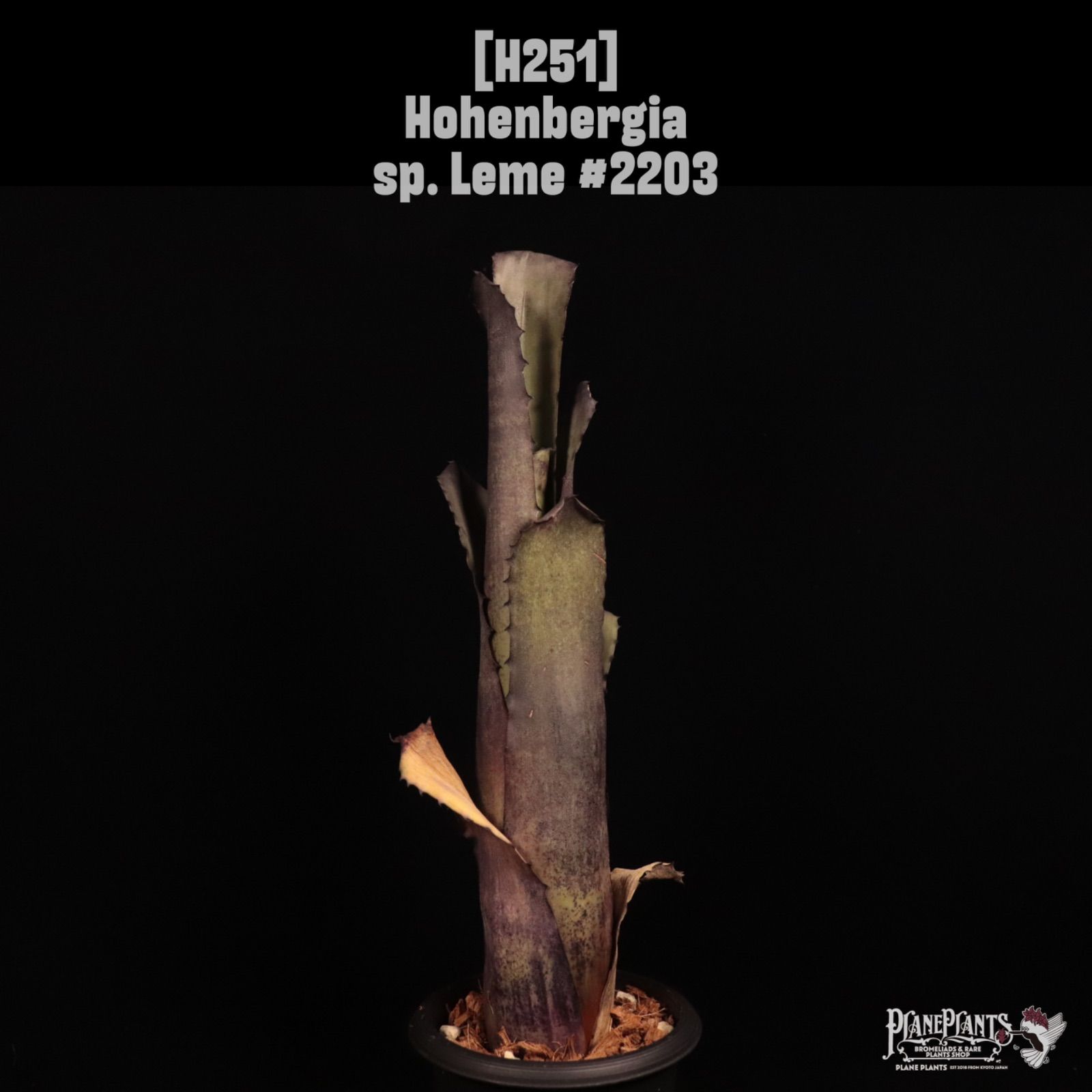 Hohenbergia sp. Leme #2203〔ホヘンベルギア〕H251 /@planeplants