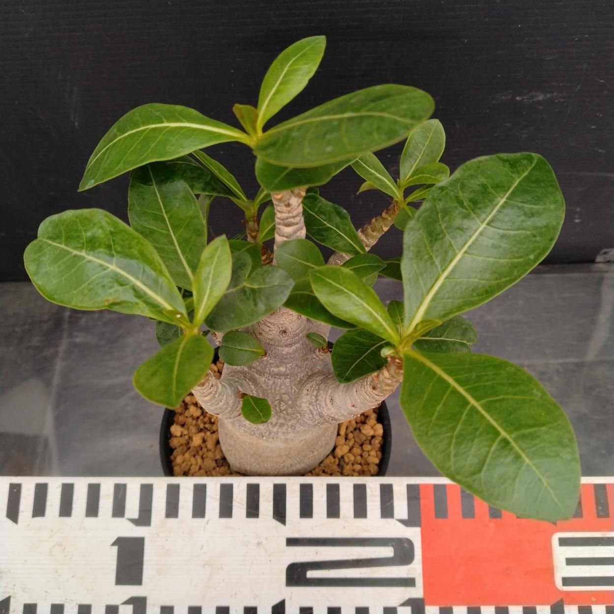 C240 「塊根植物」アデニウム アラビカム ドワーフ選抜株 植え【発根