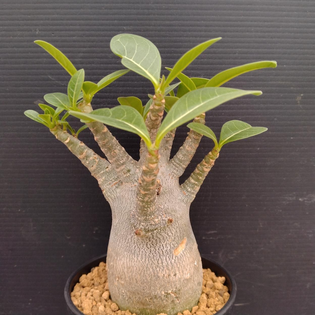 アデニウム ドワーフ　塊根植物 アデニウム アラビカム ドワーフ / 塊根の魅力が詰まりまくった幹と枝