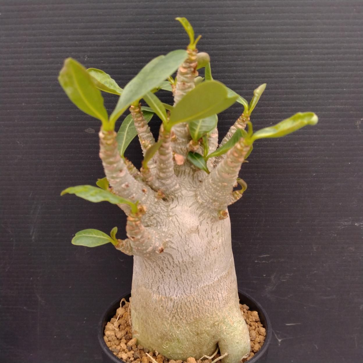 C242 「塊根植物」アデニウム アラビカム ドワーフ選抜株 植え【発根