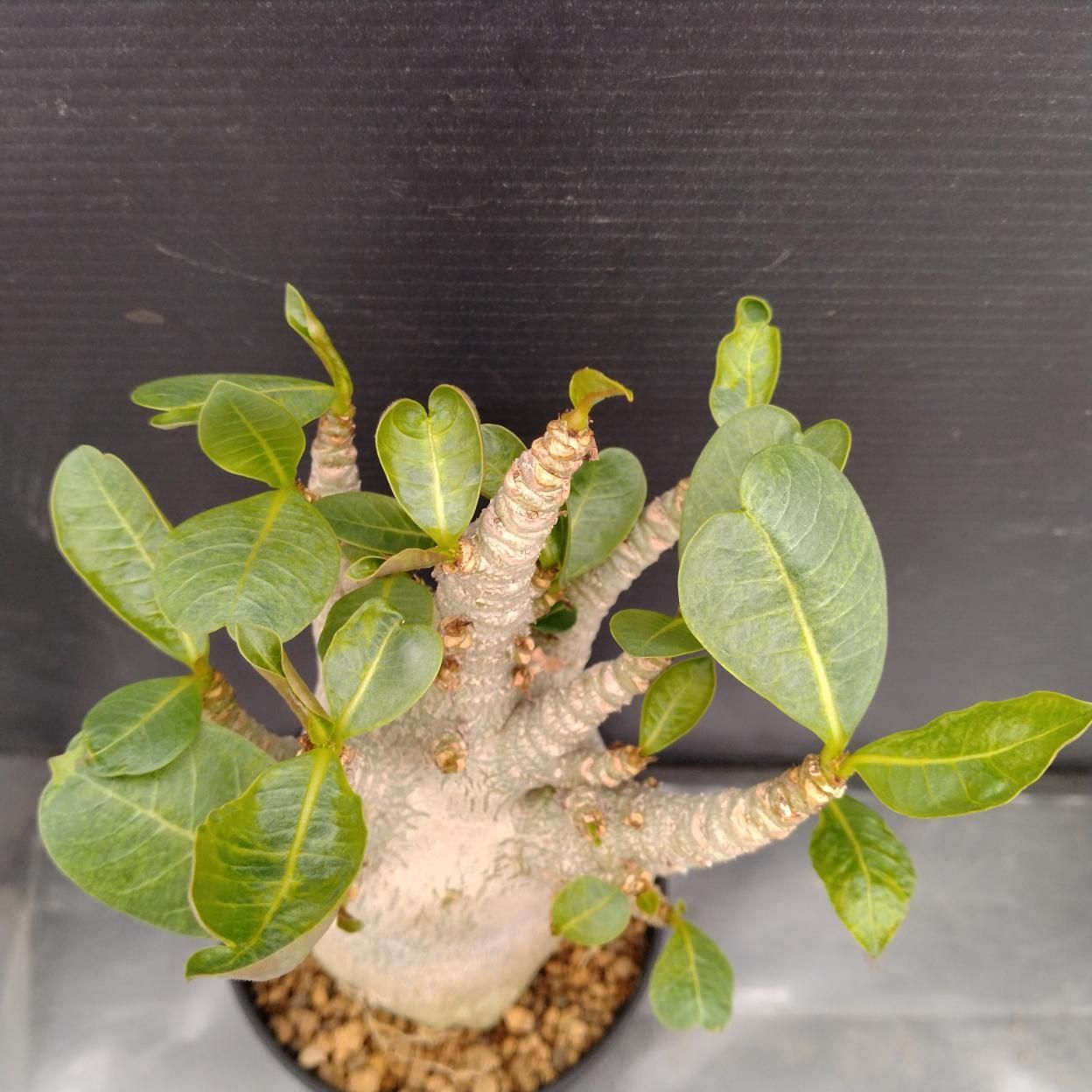 C242 「塊根植物」アデニウム アラビカム ドワーフ選抜株 植え【発根